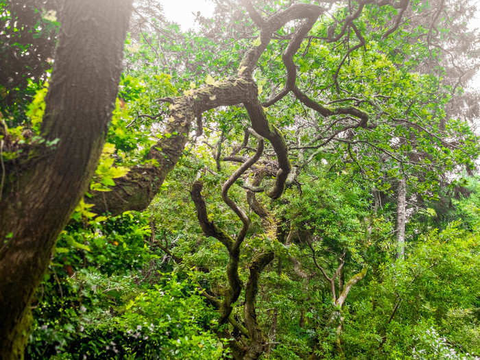 Danish author Hans Christian Andersen, who is one of the most famous fairy-tale writers in history, spent much time in Sintra, once calling it "where nature and art complete each other wonderfully.”