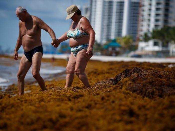 Researchers struggling to understand these Sargassum blooms have said more research is needed, especially into the role of nitrogen pollution and ocean acidification.