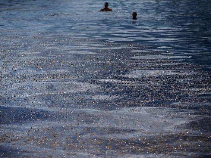 In its natural habitat in the Sargasso Sea, the floating algae provides a habitat for fish and crustaceans, which seabirds and sharks then feed on.