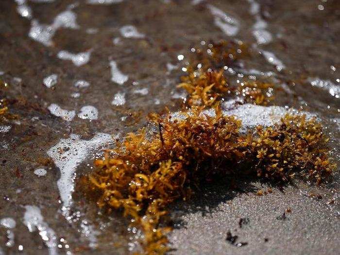 The seaweed can pile up to 7 meters thick (over 22 feet) on coastlines.