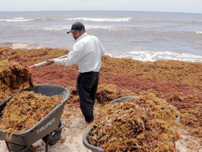 The island of Barbados declared a national emergency in August because of the seaweed invasion.