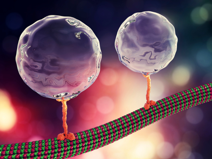 Proteins become less stable and accurate in their roles.