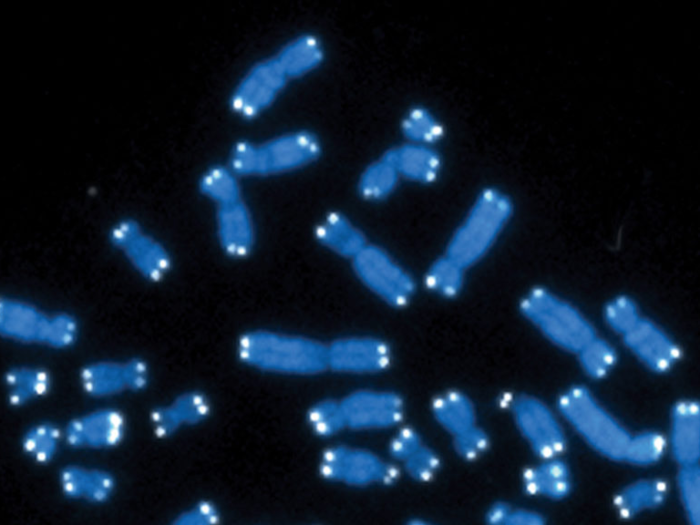 Telomeres may shorten.