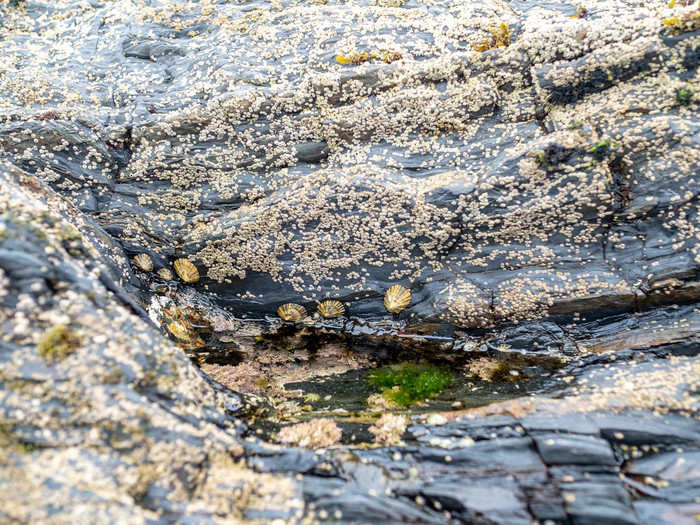 There are all kinds of little bits of tidal sea life to find along the rocks that extend like long fingers into the water. I saw crabs, shrimp, and these tiny shellfish. No turtles though. I was promised turtles.