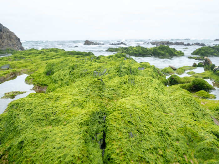 The vegetation on the rocks was a color green I don