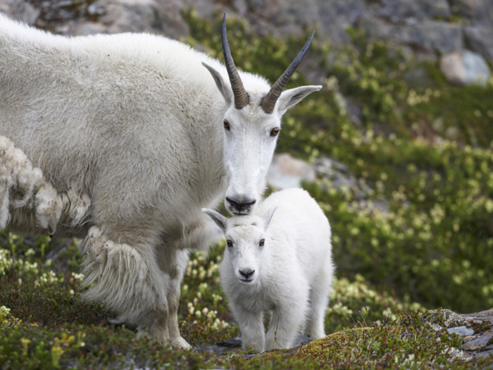 ...or these mountain goats.