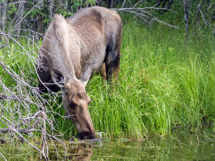 They might catch a glimpse of some local Alaska wildlife, such as this thirsty moose...