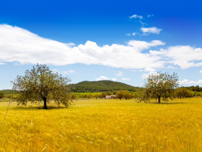 The drive was stunning. I had never imagined that Ibiza had such vast, green landscapes.