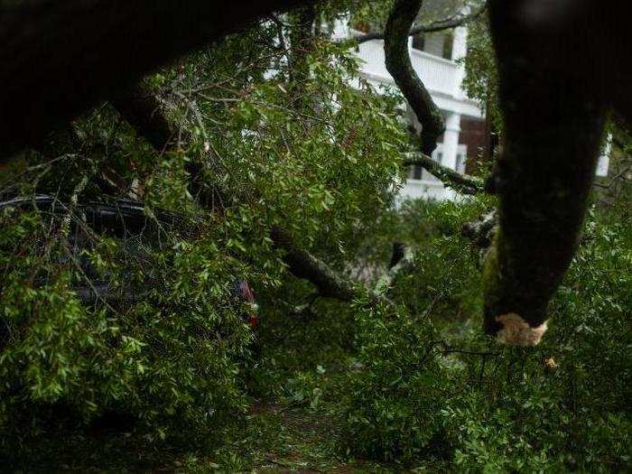 A massive fallen tree is seen on a vehicle in downtown Wilmington, North Carolina.