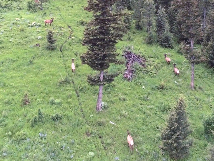 Elk, deer, wild turkey, and other wildlife can be seen roaming the property, their healthy populations ensured by active wildlife management on the ranch.