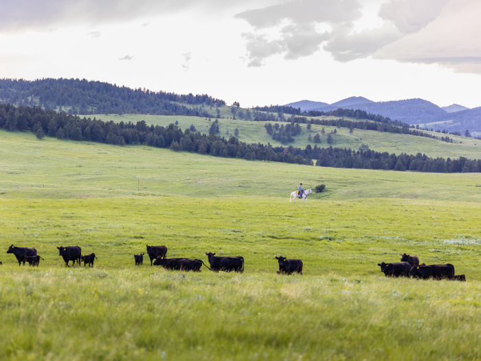 It could also be used as a summer pasture for cows and yearlings.