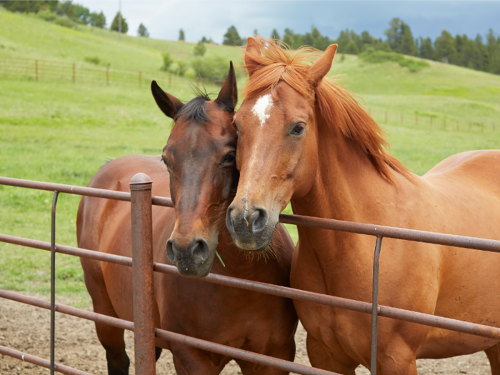 All necessary facilities and management are in place to care for equine friends.