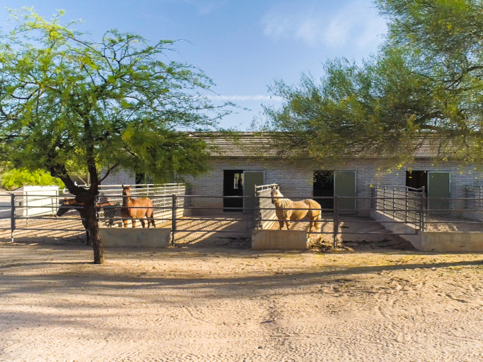 The Fleischers built the Arizona ranch to breed, raise, and train quarter horses.