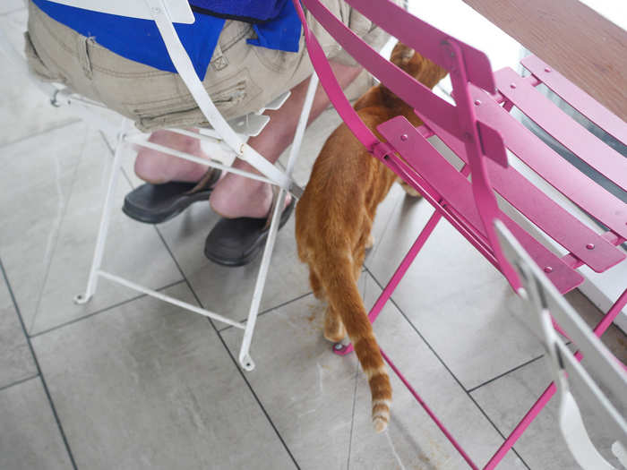 This little guy, who the barista told me is named Harold, meandered throughout the cafe while his owner enjoyed his breakfast.