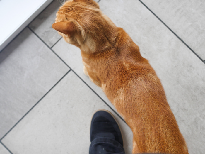 ...and looked down to find an orange cat with no regard for personal space.