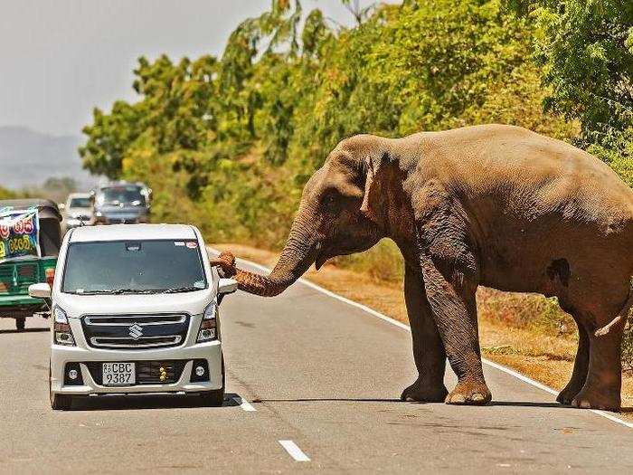 2. You have to watch out for elephants on the road.