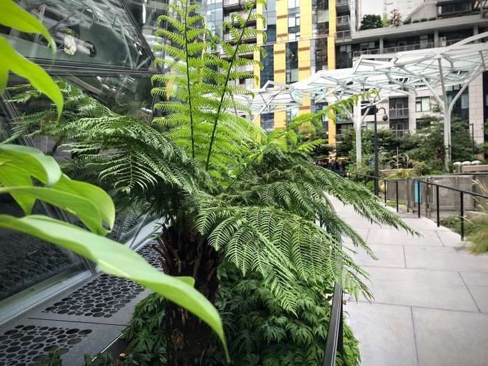 The inside of the Spheres is known for its foliage, but the greenery extends to the perimeter of the building as well — lush ferns, shrubs, and palm trees line every sidewalk.