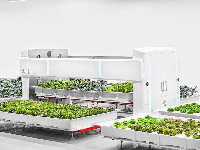 A cloud-based system called "The Brain" collects data from hydroponic modules.