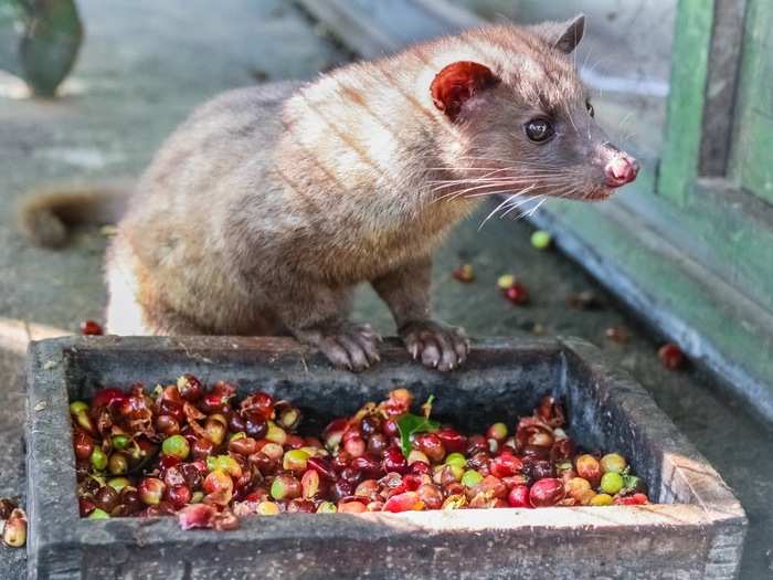 Kopi Luwak is coffee made from coffee beans that have been digested and defecated by a civet cat. Balinese farmers have touted for generations that this method produces the best-tasting coffee.