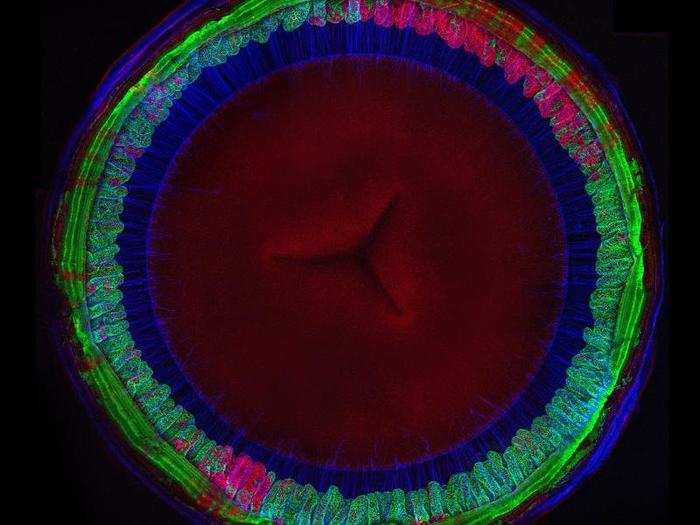 The inside of a mouse eye. Fibers (blue) help suspend the lens at the center (red).