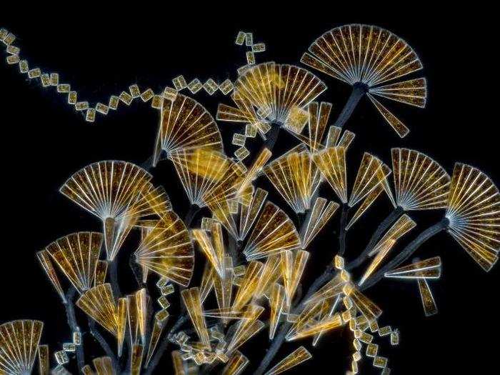 Single-celled marine organisms that grow on seaweeds.