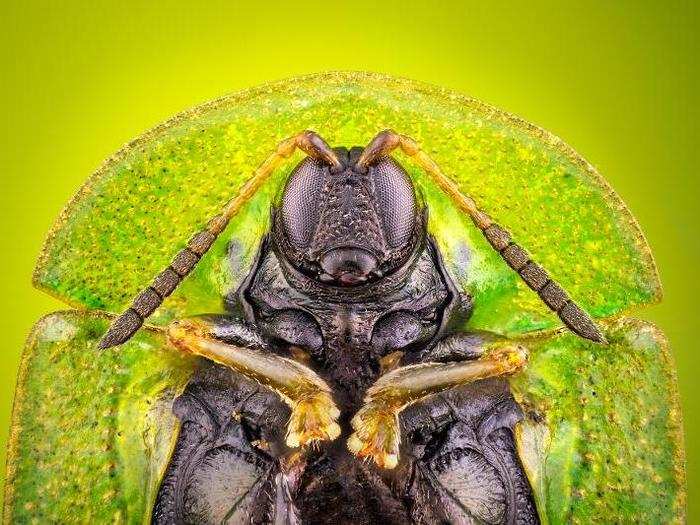 A thistle tortoise beetle.