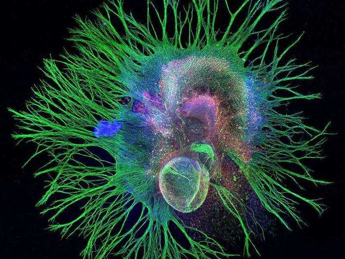 Neurons of a mouse