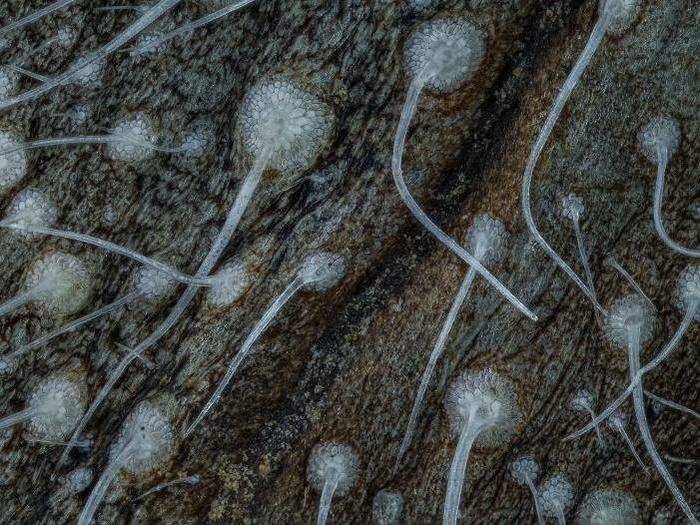 A rotting willow leaf.