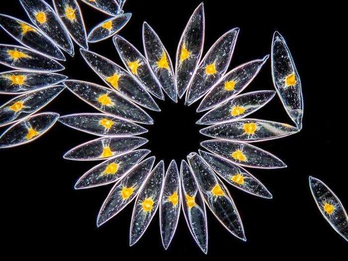 Marine organisms called dinoflagellates taken from a culture of algae.