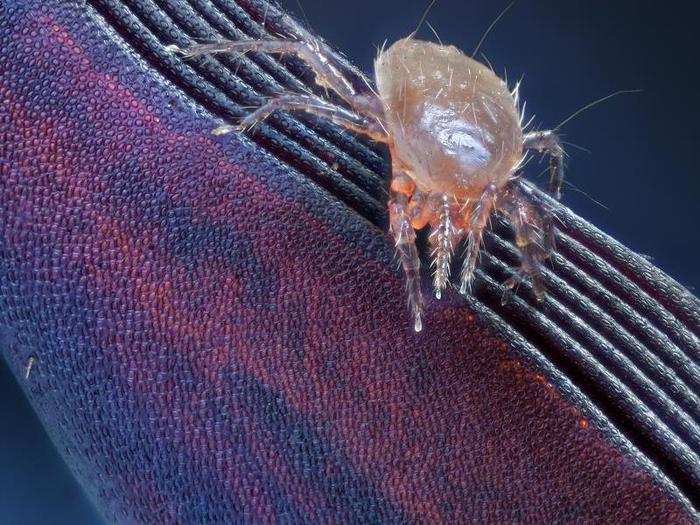 Mite on an antenna of a May bug.