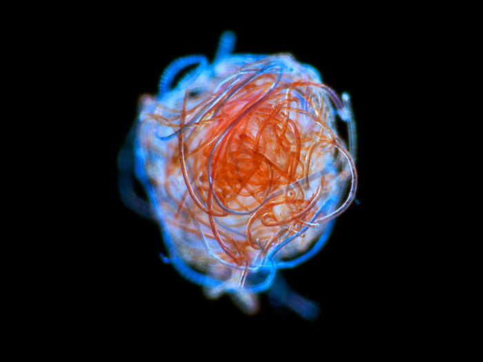 A ball of plastic microfibers found drifting in the ocean