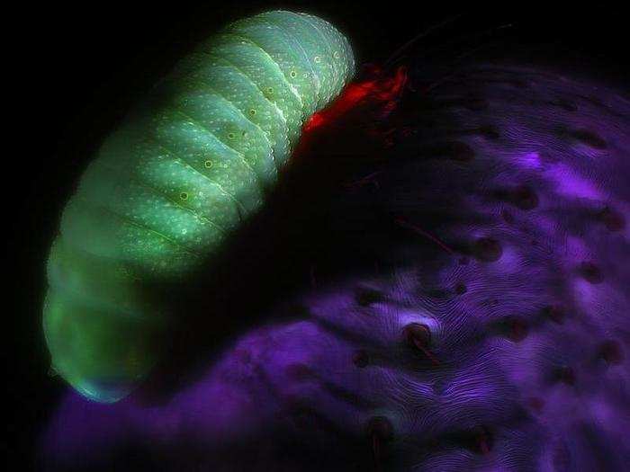 A parasitic larva from a wasp family feeds on a spider abdomen.