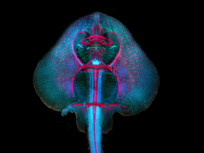 A skate fish embryo.