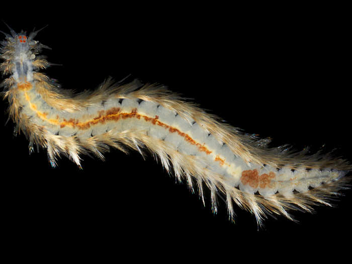 A segmented worm with movable hairs.