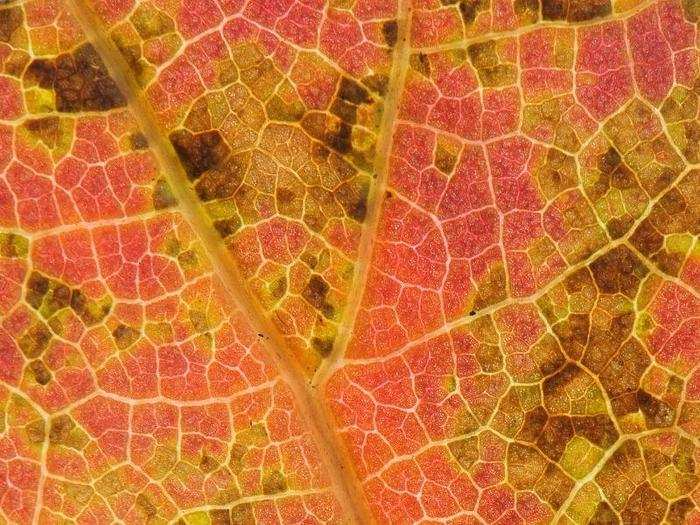 The underside of a decaying northern red oak leaf.