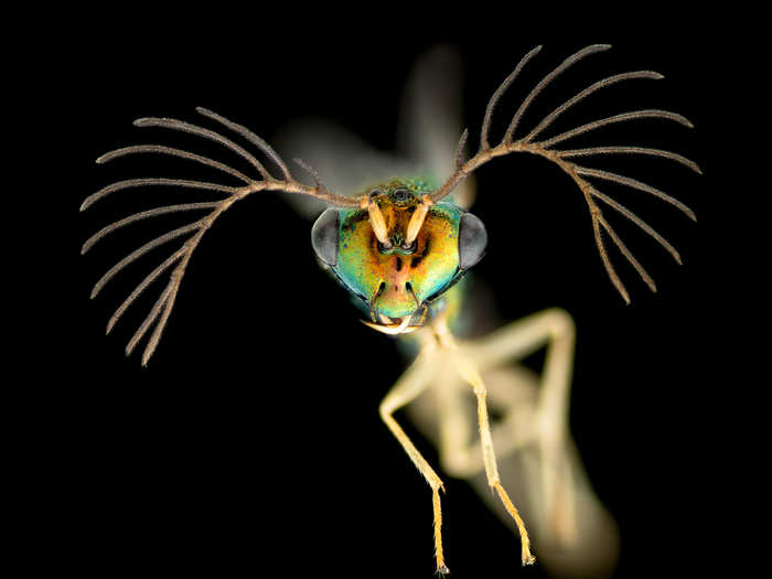 A male wasp from Fiji.