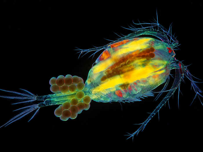 Cyclop, a one-eyed water flea, with eggs.