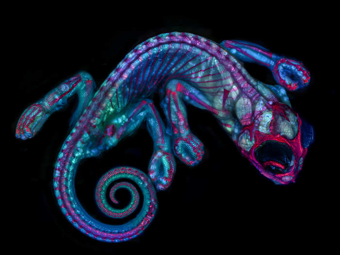 A chameleon embryo.