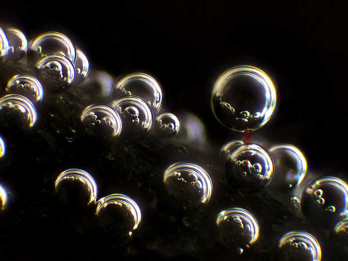 Cloth fabric (in red) and bubbles on the surface of a rock.