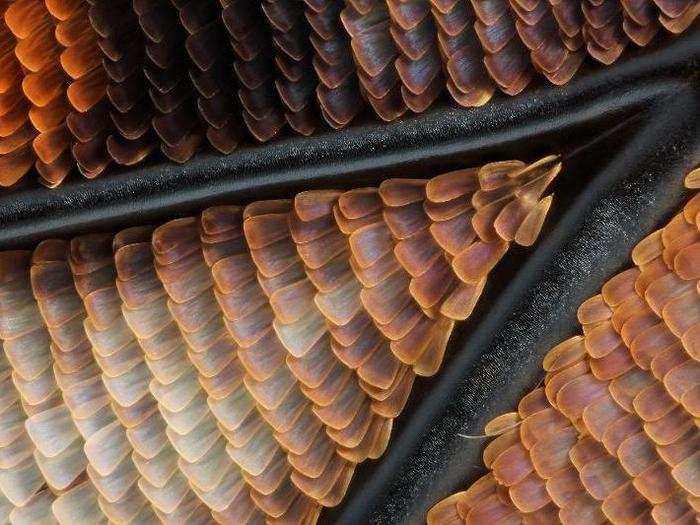 The wing of an emperor butterfly.