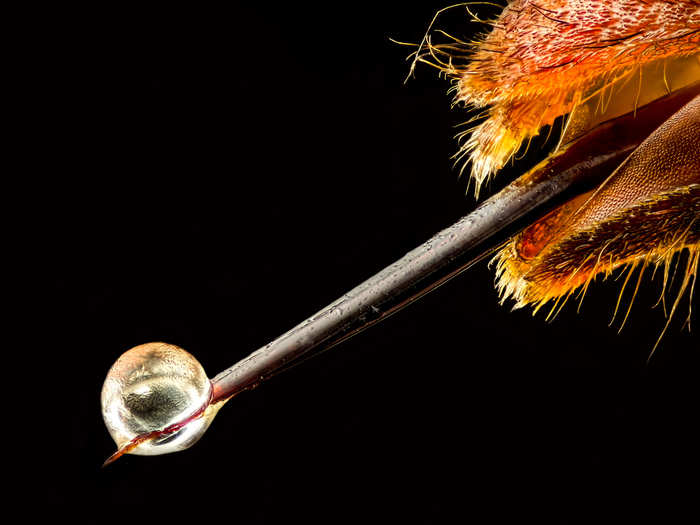 No. 19: Ouch — an Asian hornet with venom on its stinger.