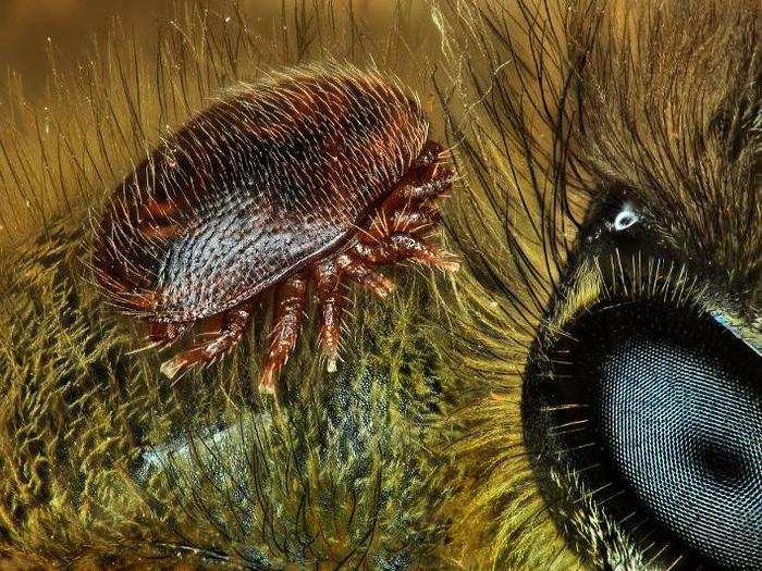 No. 15: A mite on the back of a honeybee.