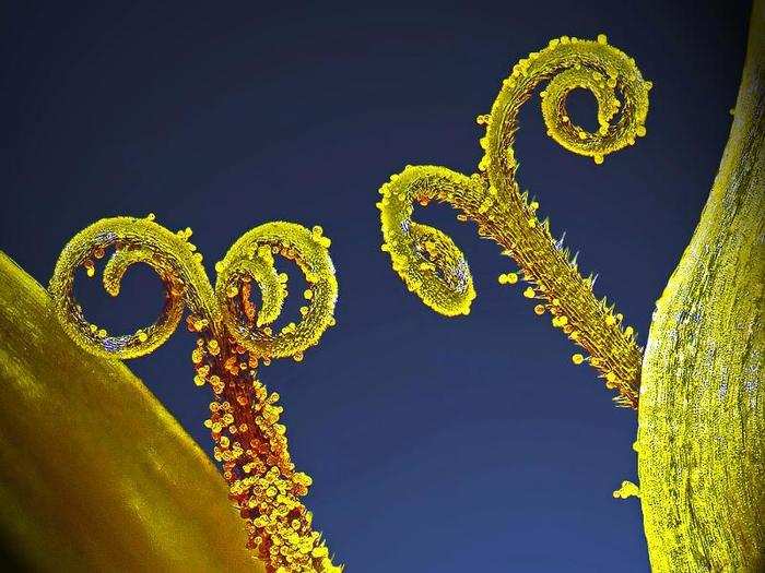 No. 10: A pair of stalks containing pollen grains.