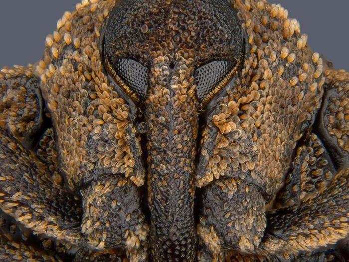 No. 8: A portrait of a very grumpy-looking mango seed weevil, or Sternochetus mangiferae.