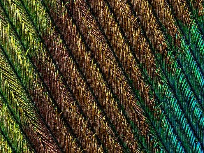 Ever seen a peacock feather this close? This is the fourth-place winner.