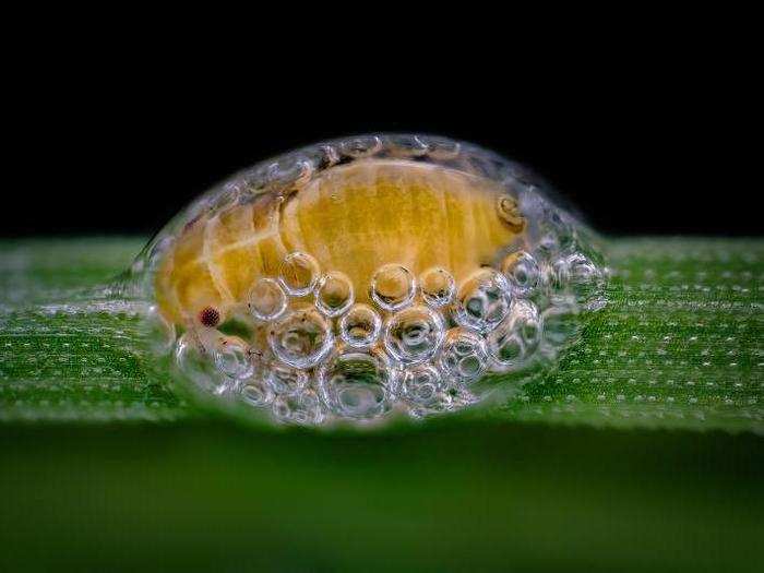 This is third place: a spittlebug nymph huddling inside a protective coat of bubbles.