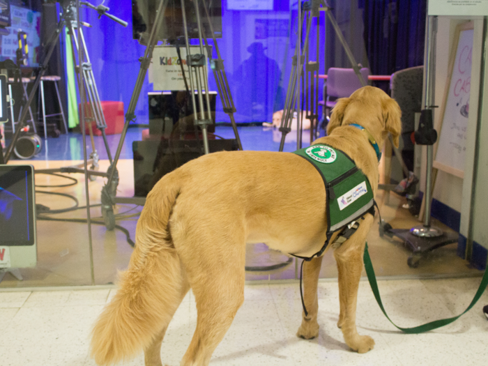 Professor loves Mondays. He mainly works in the outpatient hematology and oncology clinic. Child life specialist Ali Spike is his primary handler, and he goes home with her after work.