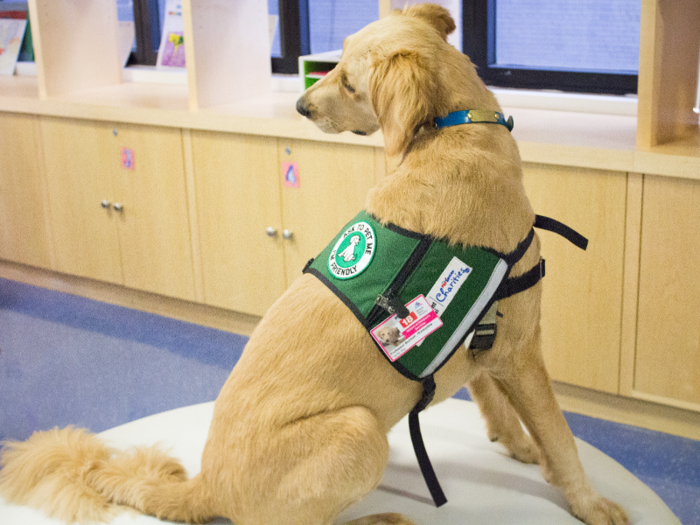 Unlike volunteer therapy dogs, facility dogs are workers first, pets second. "They carry business cards, they have a badge," Rode said. "They