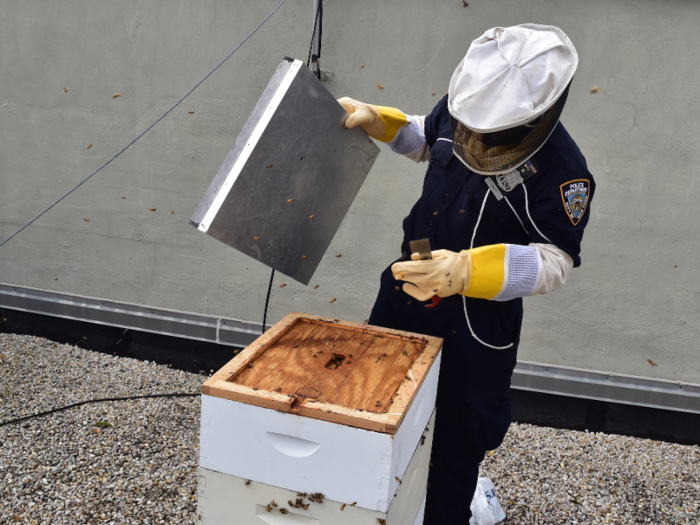 Across New York City, nearly 300 rooftop, backyard, and neighborhood beehives are registered with the Department of Health. But nationwide, bee populations are dwindling.