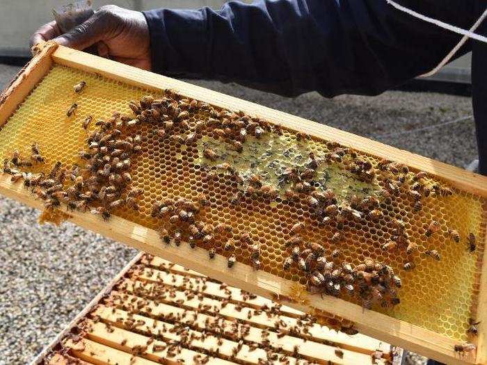 Mays said he finds it therapeutic to watch the bees calmly working. Enclosed in my safety net, it did seem meditative.